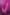VelvetPulse Remote Wearable Thrusting Vibrator
